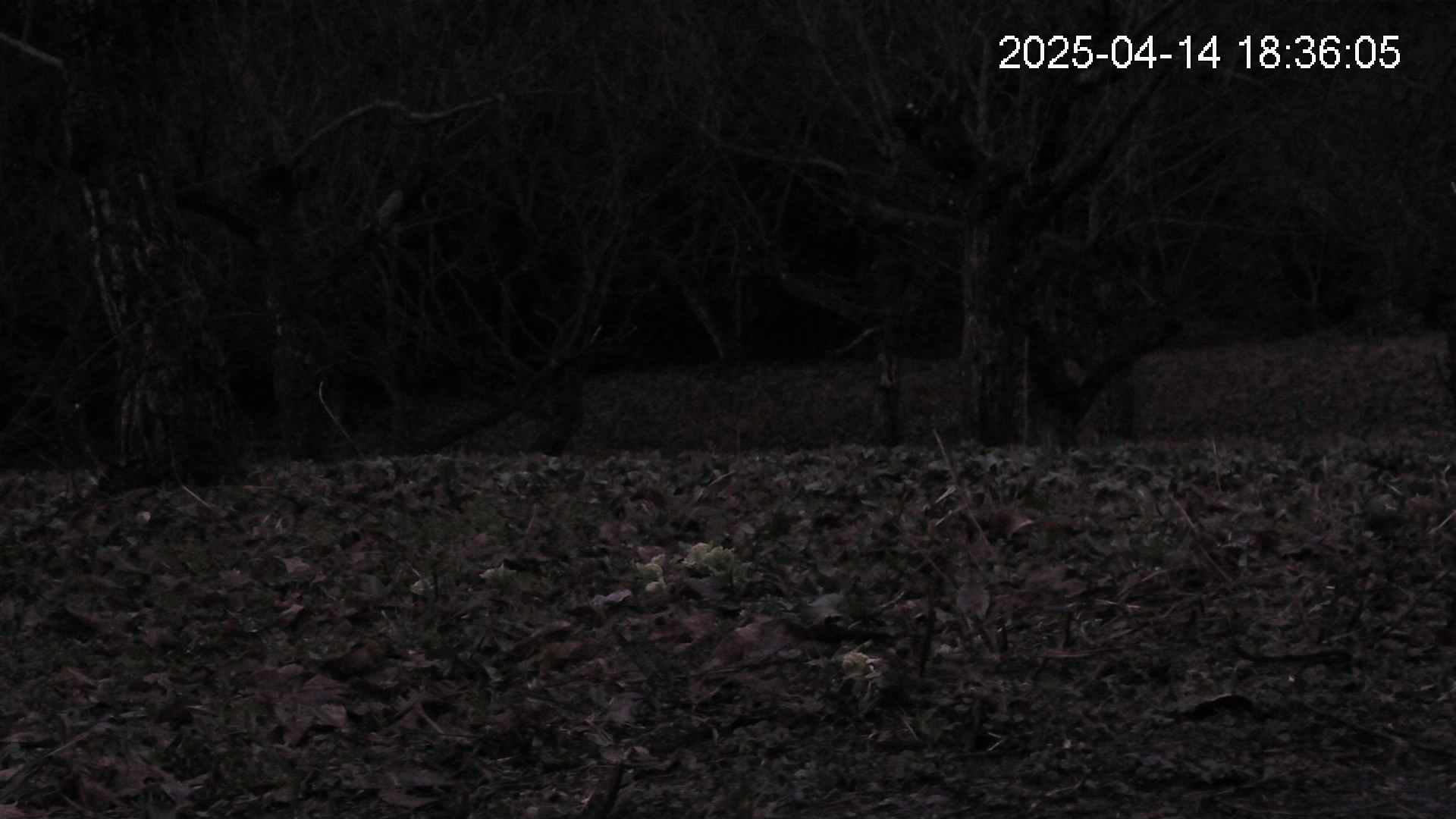 katakuri4-20250414183605.jpg