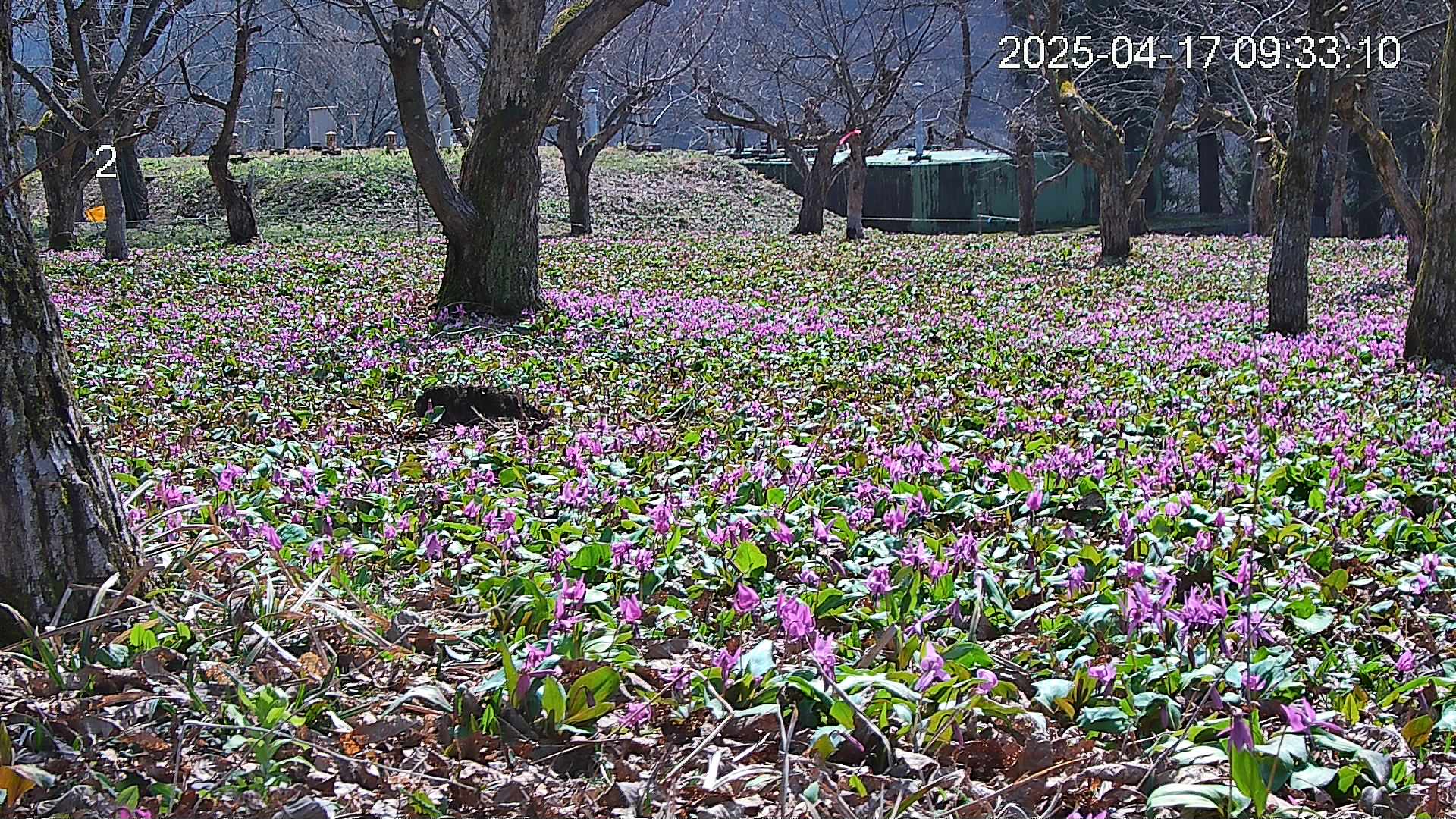 katakuri4-20250417093421.jpg