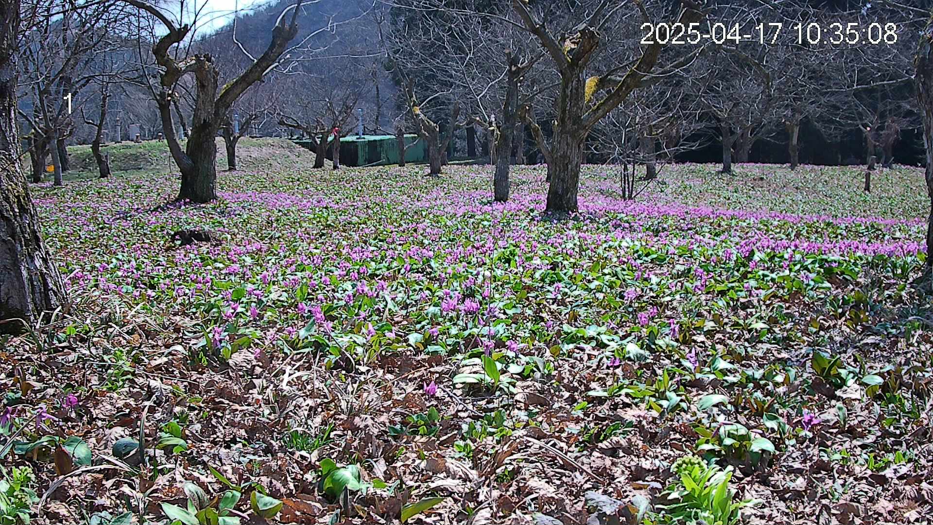 katakuri4-20250417103737.jpg