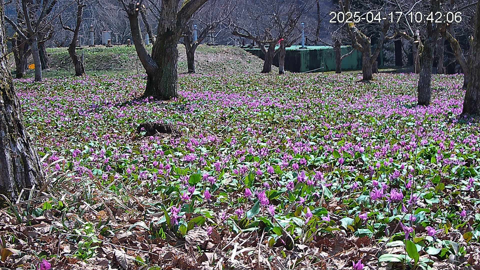 katakuri4-20250417104315.jpg