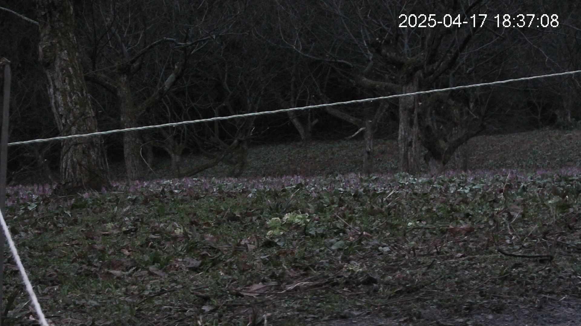 katakuri4-20250417183727.jpg