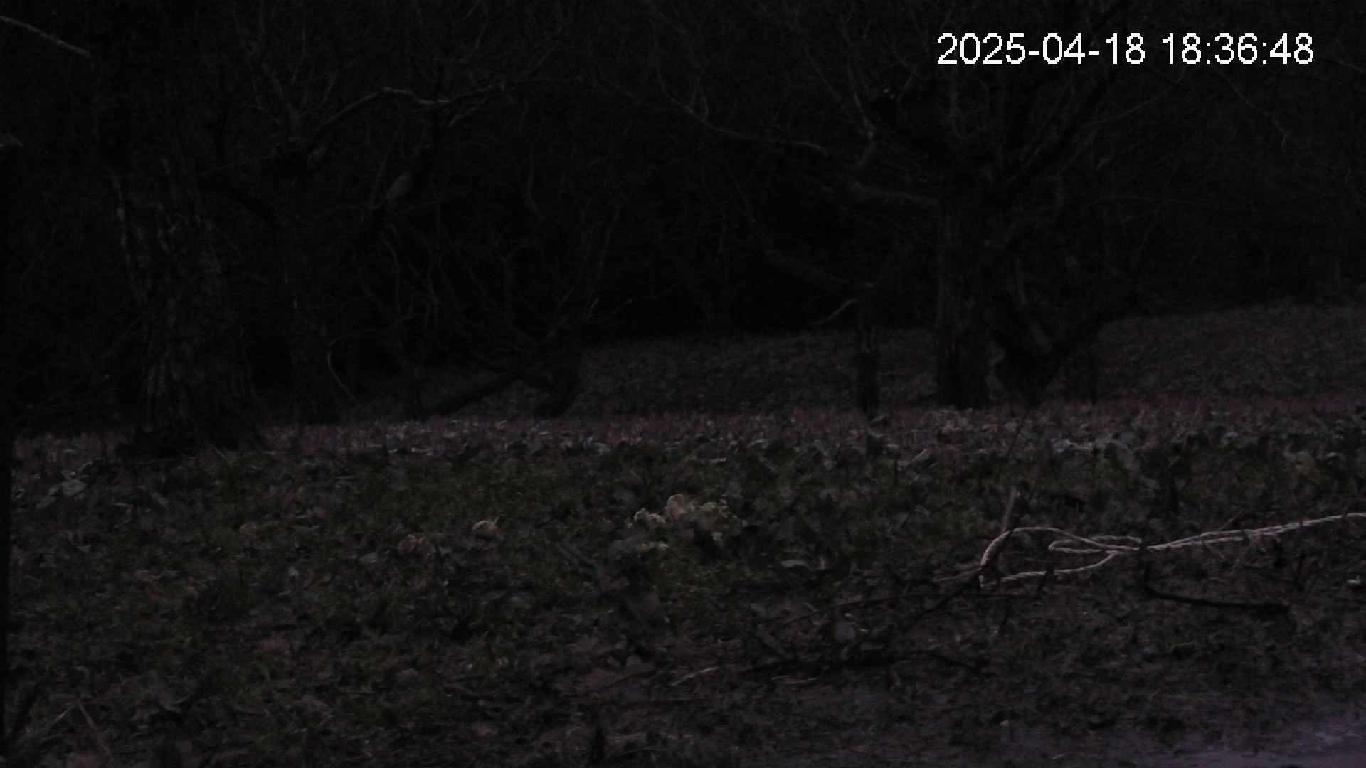 katakuri4-20250418183659.jpg
