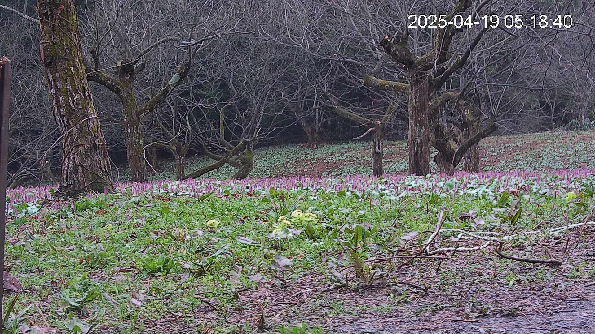 katakuri4-20250419051926.jpg