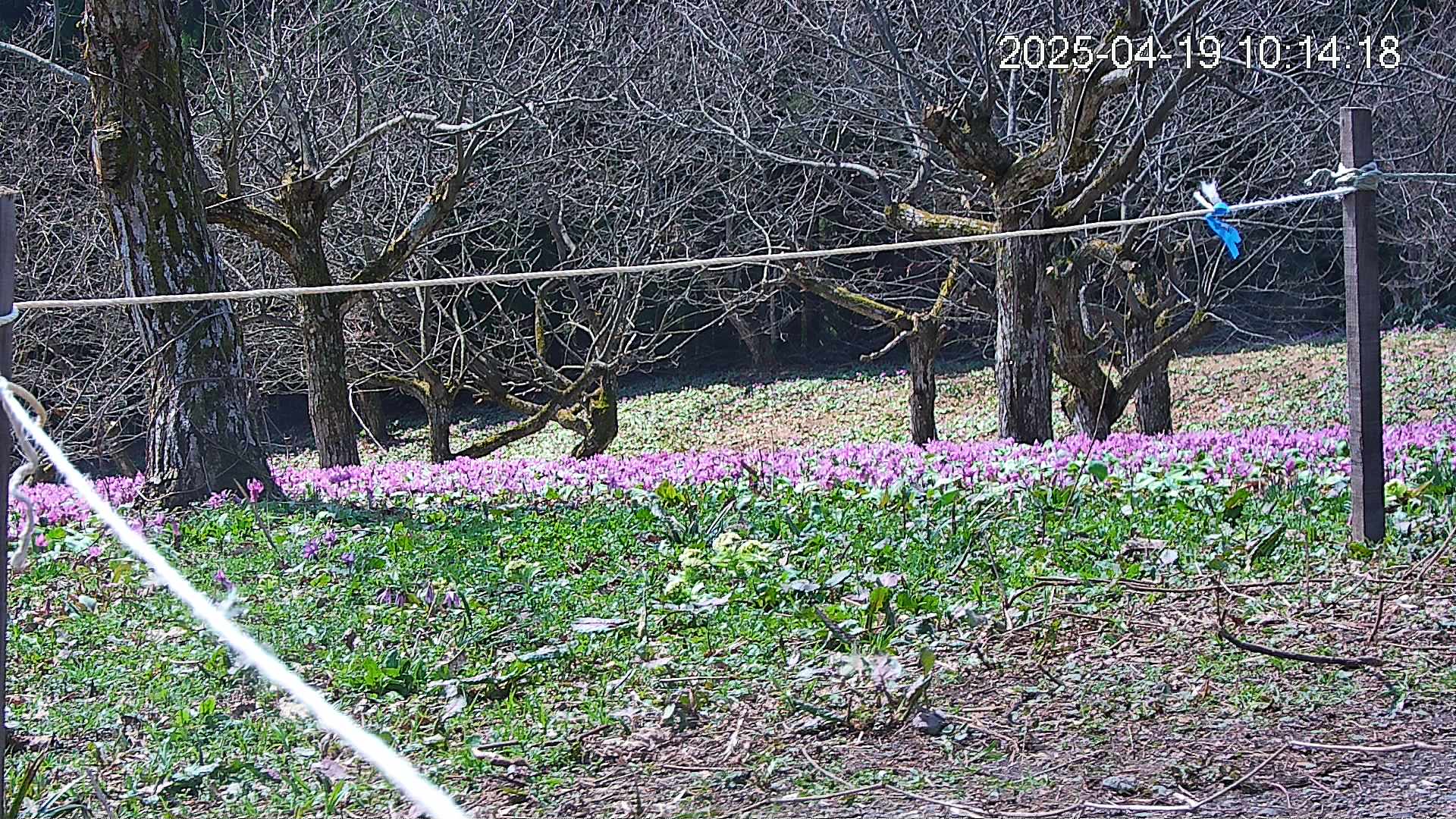 katakuri4-20250419101723.jpg
