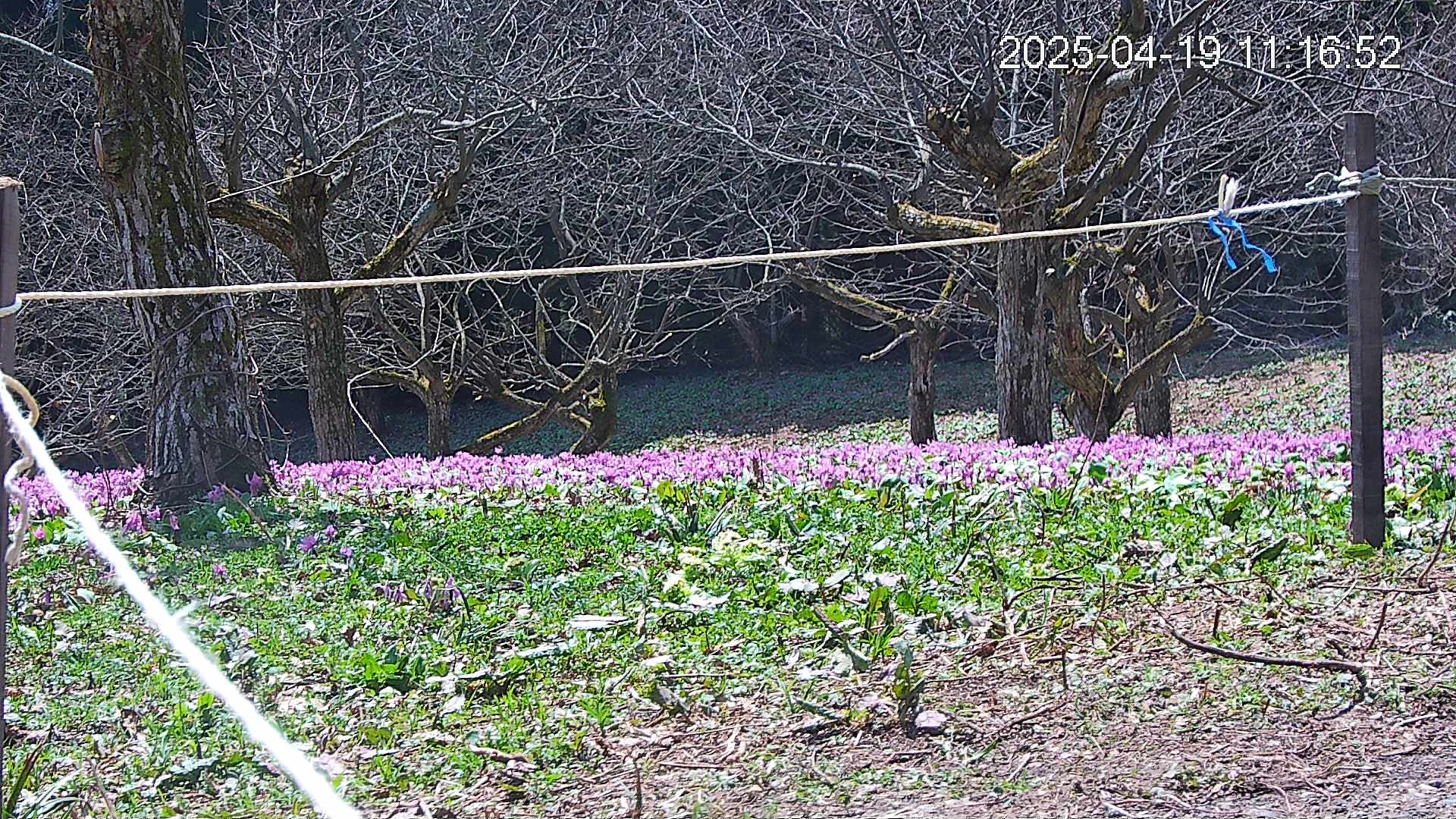 katakuri4-20250419111821.jpg