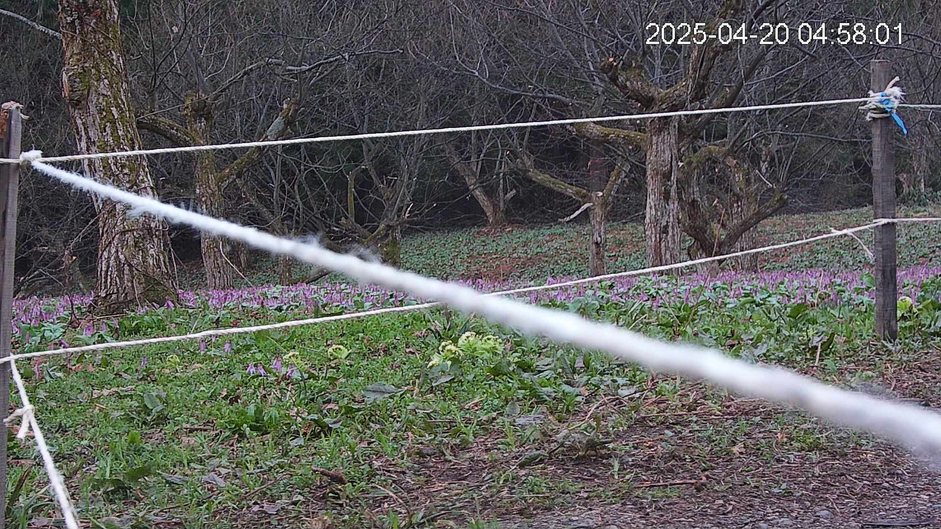 katakuri4-20250420045838.jpg