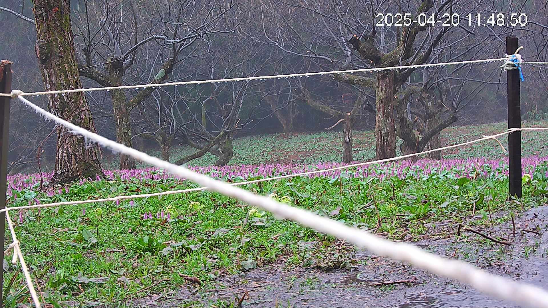katakuri4-20250420114937.jpg