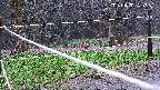 katakuri4-20250420120951.jpg