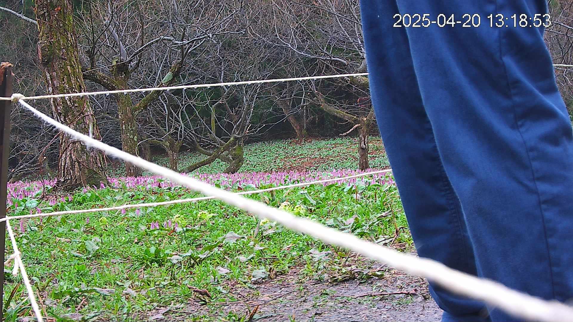 katakuri4-20250420131944.jpg