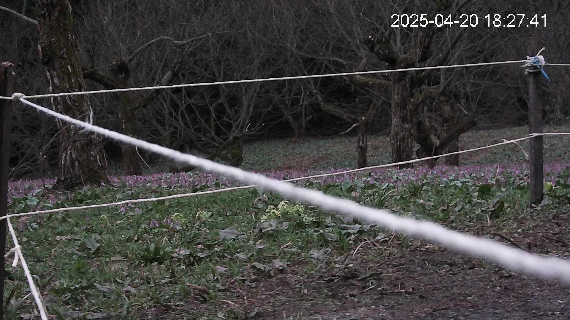 katakuri4-20250420182805.jpg