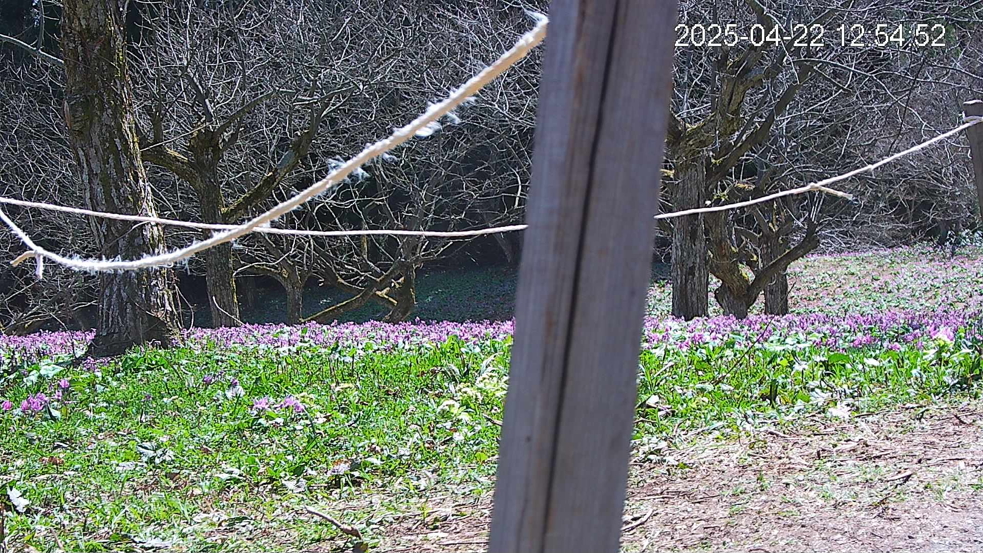 katakuri4-20250422125726.jpg