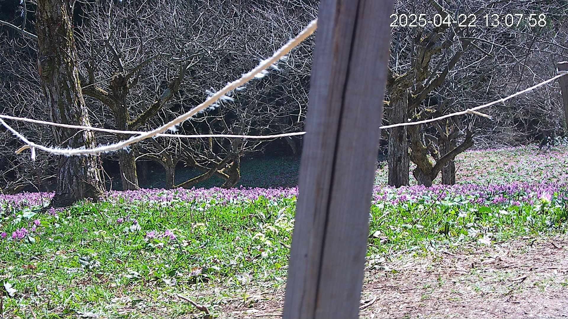 katakuri4-20250422130914.jpg