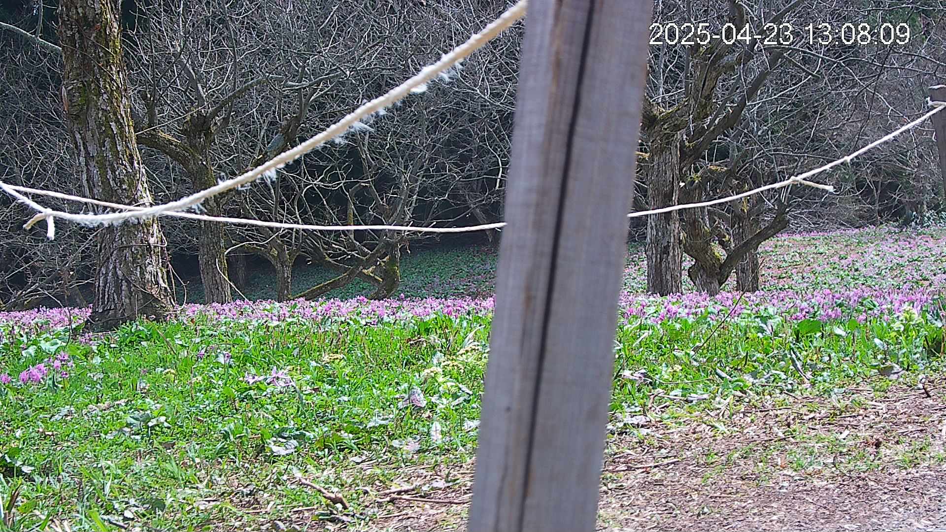 katakuri4-20250423130918.jpg
