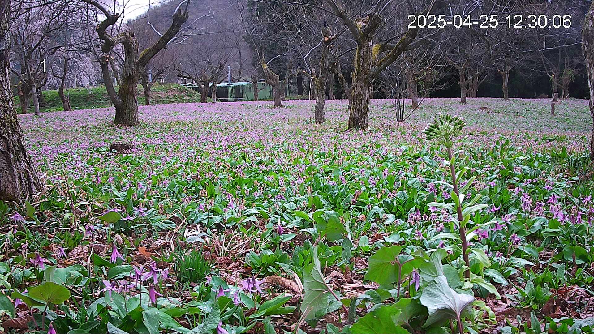 katakuri4-20250425123105.jpg